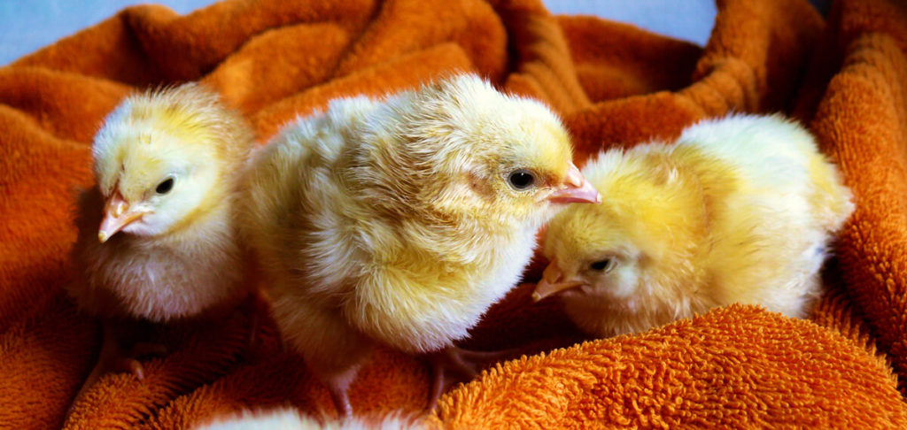 Cute animals easter chickens